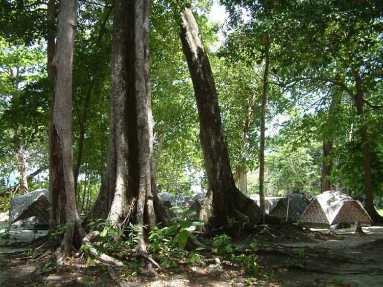 Основная растительность Симиланских островов - тропические леса