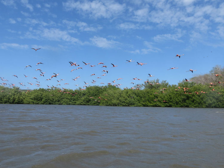 Лагуна Гуанарока (Laguna de Guanaroca)