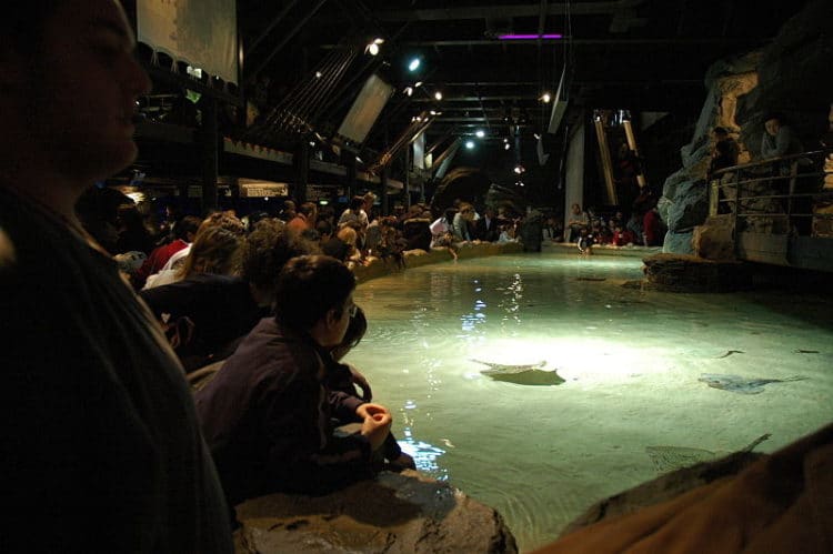 Контактный бассейн в Аквариуме Генуи, где можно погладить скатов Francesco Crippa